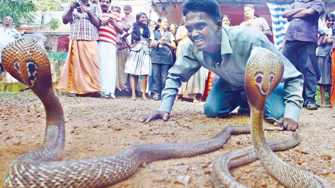 Snake Suresh