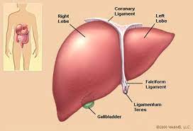 Liver